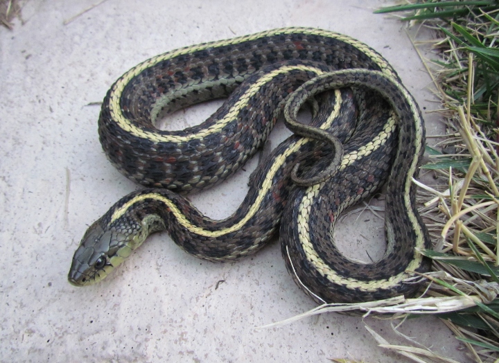 Coast Garter Snake